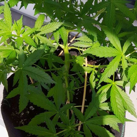 White Widow Auto RQS growlog timeline photo