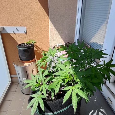 White Widow Auto RQS growlog timeline photo