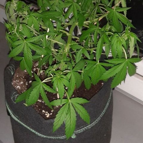 White Widow Auto RQS growlog photo: Night out