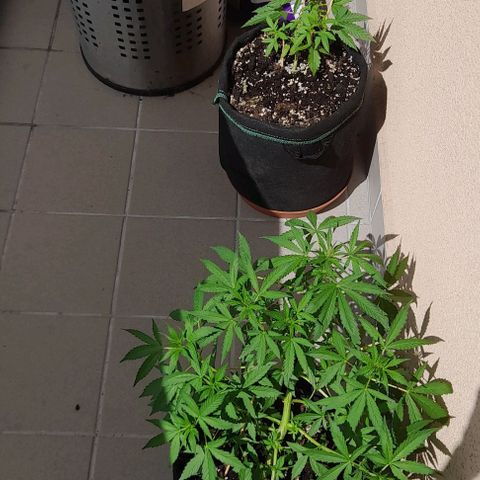White Widow Auto RQS growlog photo: Sunny day ahead. Water only today