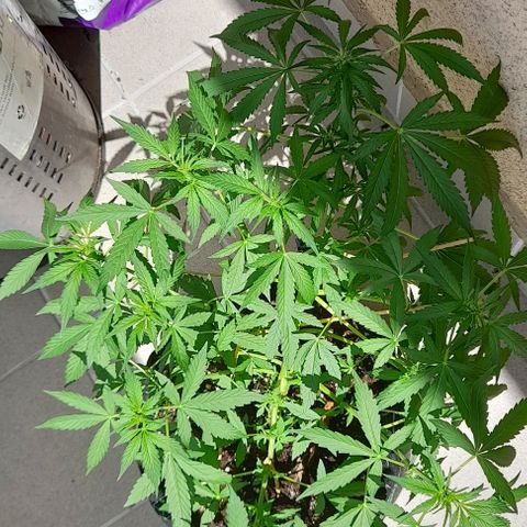 White Widow Auto RQS growlog photo: 1pm