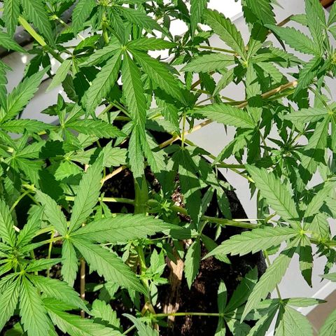 White Widow Auto RQS growlog photo: 5pm + head flowers