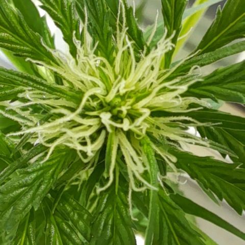White Widow Auto RQS growlog photo: 5pm + head flowers