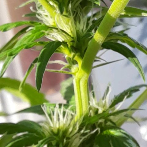 White Widow Auto RQS growlog photo: 5pm + head flowers