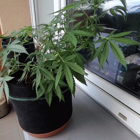 White Widow Auto RQS growlog timeline photo