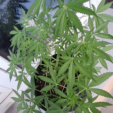 White Widow Auto RQS growlog timeline photo