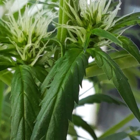 White Widow Auto RQS growlog timeline photo