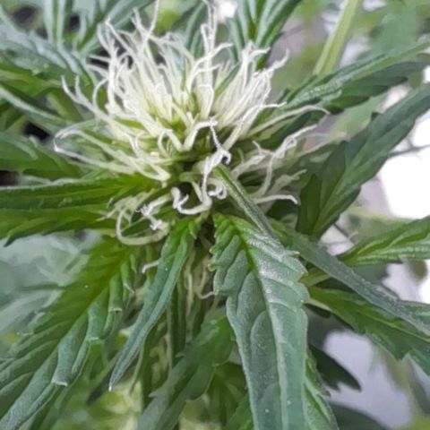 White Widow Auto RQS growlog timeline photo