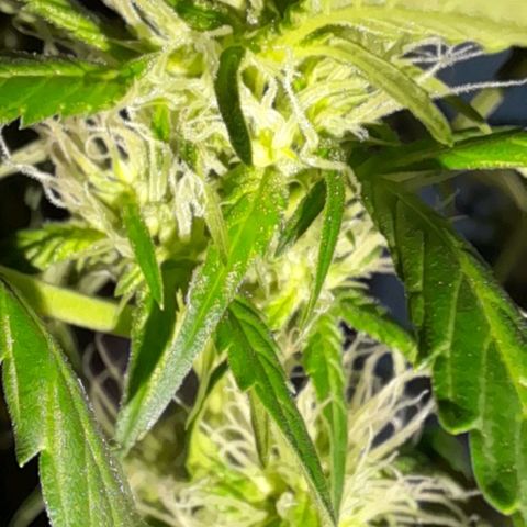 White Widow Auto RQS growlog timeline photo