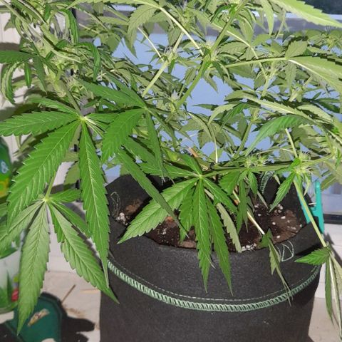 White Widow Auto RQS growlog timeline photo