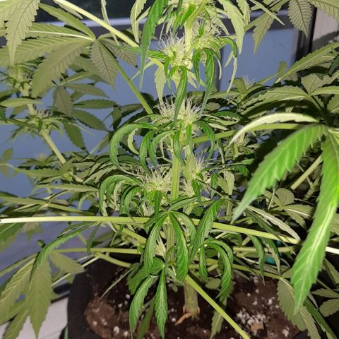 White Widow Auto RQS growlog timeline photo