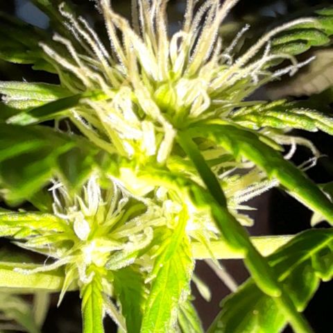 White Widow Auto RQS growlog timeline photo