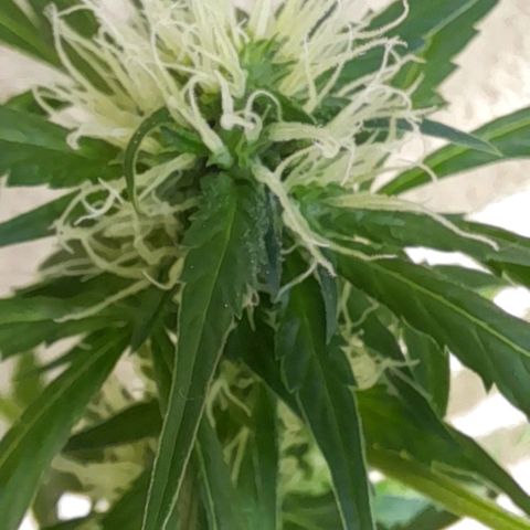 White Widow Auto RQS growlog photo: Started to frost inside
