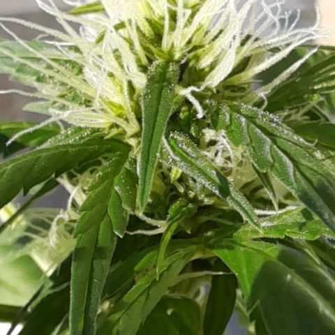 White Widow Auto RQS growlog timeline photo