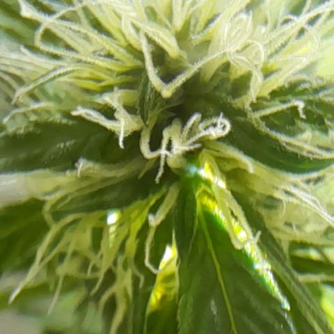 White Widow Auto RQS growlog timeline photo