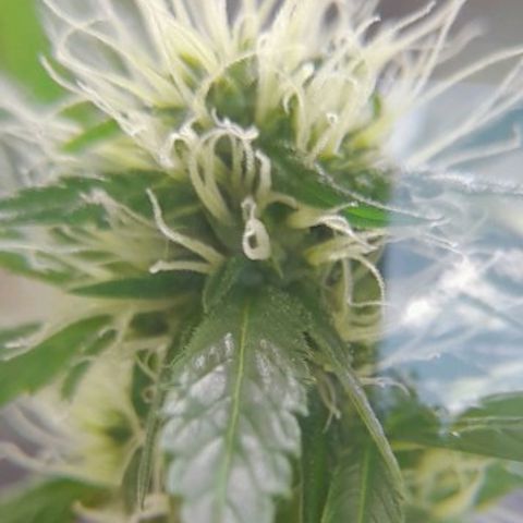 White Widow Auto RQS growlog timeline photo