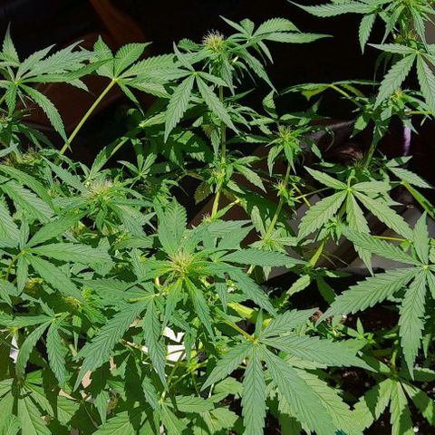 White Widow Auto RQS growlog photo: Top and side view 