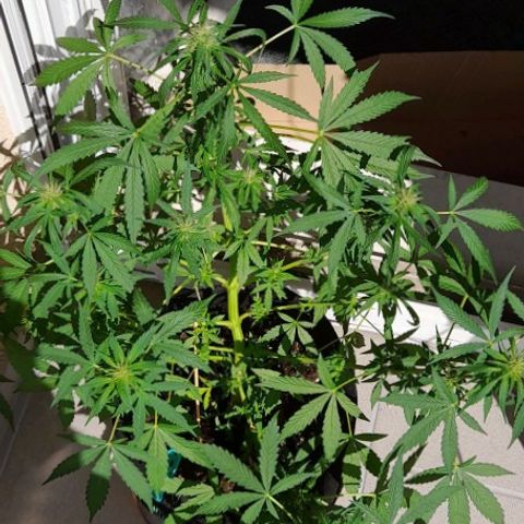 White Widow Auto RQS growlog photo: Top and side view 