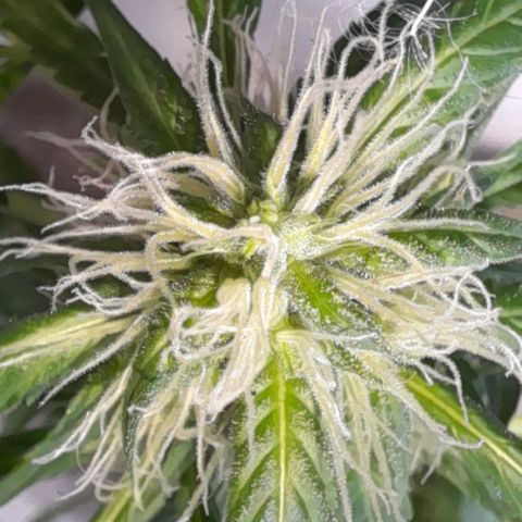 White Widow Auto RQS growlog photo: Colas top flowa