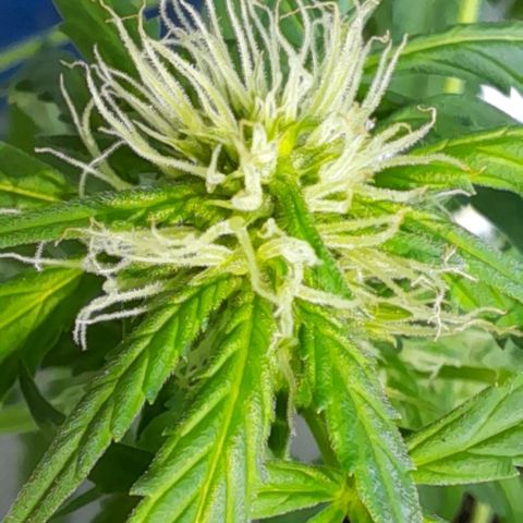 White Widow Auto RQS growlog photo: Lower flowers that are starting to turn brown