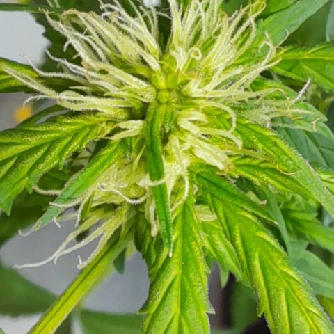 White Widow Auto RQS growlog photo: Lower flowers that are starting to turn brown