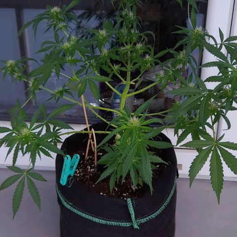 White Widow Auto RQS growlog photo: Massive feed after pruning/heavy lollipoping.