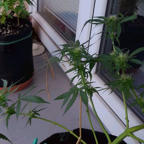 White Widow Auto RQS growlog photo: Massive feed after pruning/heavy lollipoping.