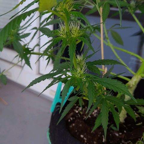 White Widow Auto RQS growlog photo: Massive feed after pruning/heavy lollipoping.