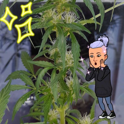 White Widow Auto RQS growlog photo: Massive feed after pruning/heavy lollipoping.