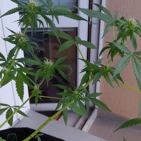 White Widow Auto RQS growlog photo: Massive feed after pruning/heavy lollipoping.