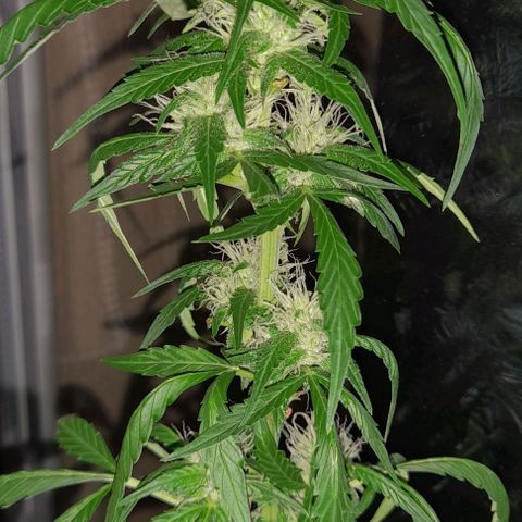 White Widow Auto RQS growlog photo: 9pm 
