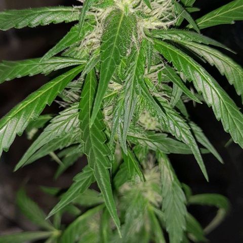 White Widow Auto RQS growlog photo: 9pm 

