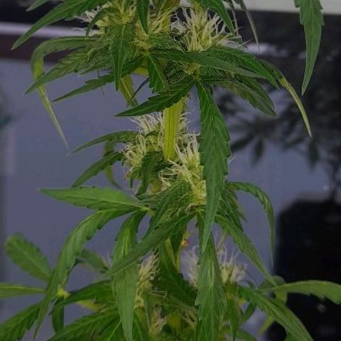 White Widow Auto RQS growlog photo: 2pm cloudy day