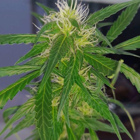White Widow Auto RQS growlog photo: 2pm cloudy day