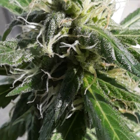 White Widow Auto RQS growlog photo: 4pm. Light feed in the morning.
Hot day.