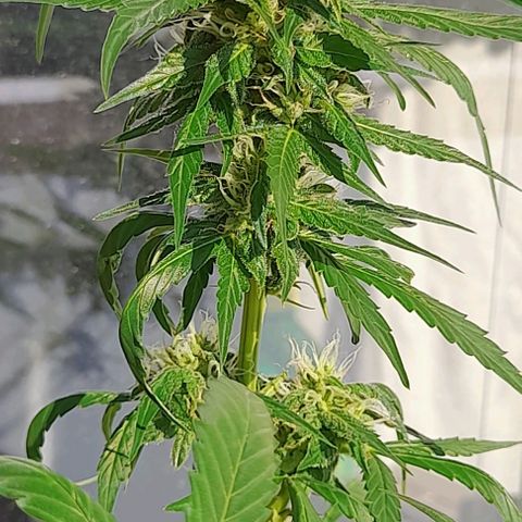 White Widow Auto RQS growlog photo: 4pm. Light feed in the morning.
Hot day.