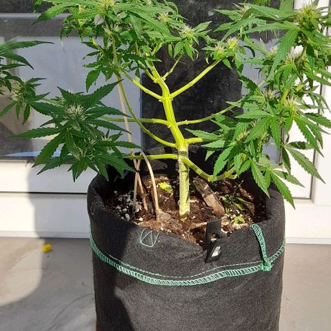 White Widow Auto RQS growlog photo: 4pm. Light feed in the morning.
Hot day.
