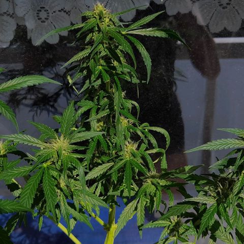 White Widow Auto RQS growlog timeline photo