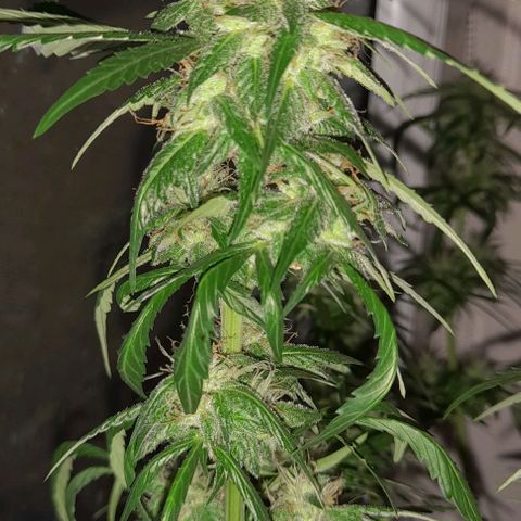 White Widow Auto RQS growlog timeline photo