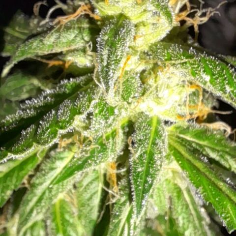 White Widow Auto RQS growlog timeline photo