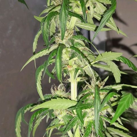 White Widow Auto RQS growlog photo: Rainy Morning indoor, last days of feed then flush.