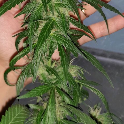 White Widow Auto RQS growlog photo: Rainy Morning indoor, last days of feed then flush.