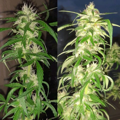 White Widow Auto RQS growlog timeline photo