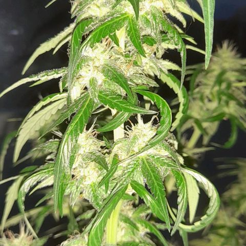 White Widow Auto RQS growlog timeline photo