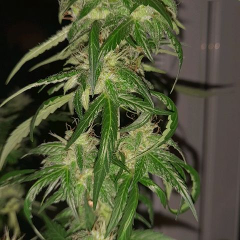 White Widow Auto RQS growlog timeline photo
