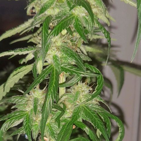 White Widow Auto RQS growlog timeline photo