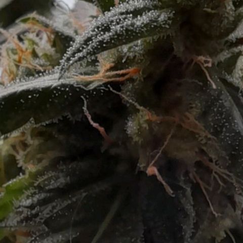 White Widow Auto RQS growlog photo: Day 75