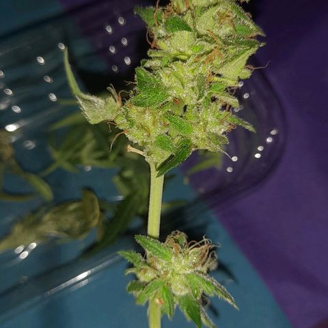 White Widow Auto RQS growlog photo: Trim and hanging drying nuggie
24h lapsed 