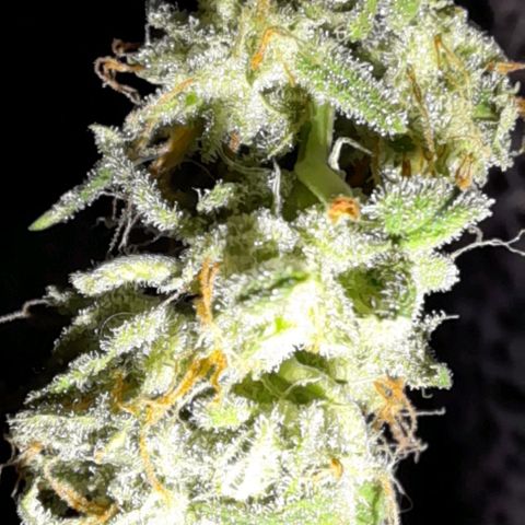White Widow Auto RQS growlog photo: Trim and hanging drying nuggie
24h lapsed 