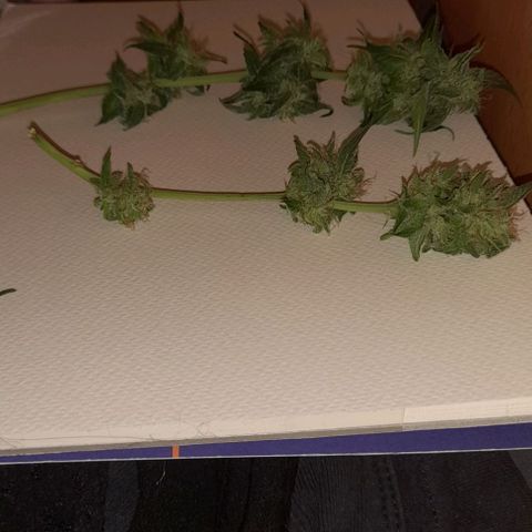 White Widow Auto RQS growlog photo: Sides branches drying